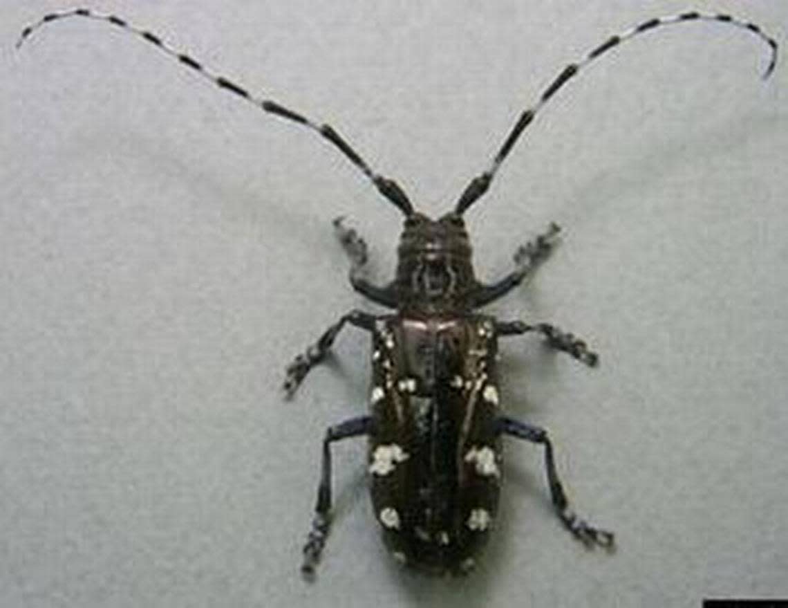 Asian long-horned beetle