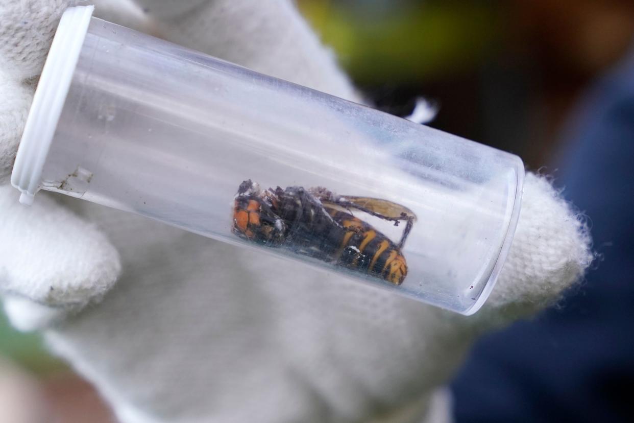 A Washington State Department of Agriculture worker displays an Asian giant hornet taken from a nest on October 24, 2020, in Blaine, Washington. - Scientists in Washington state discovered the first nest earlier in the week of so-called murder hornets in the United States and worked to wipe it out Saturday morning to protect native honeybees. Workers with the state Agriculture Department spent weeks searching, trapping and using dental floss to tie tracking devices to Asian giant hornets, which can deliver painful stings to people and spit venom but are the biggest threat to honeybees that farmers depend on to pollinate crops. (Photo by Elaine Thompson / POOL / AFP) (Photo by ELAINE THOMPSON/POOL/AFP via Getty Images)