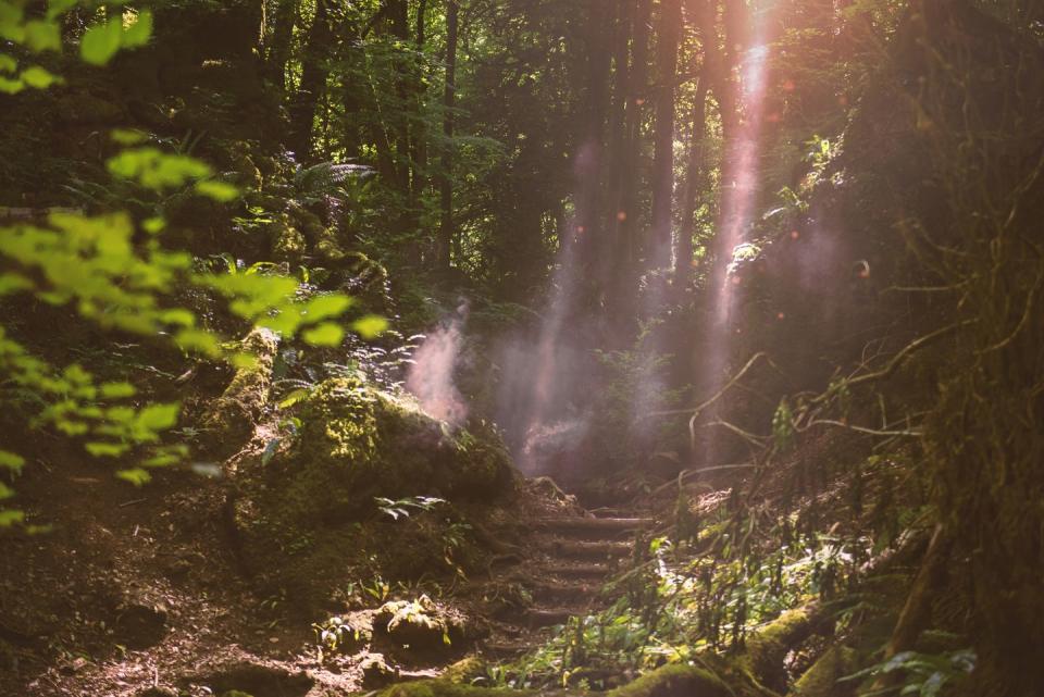 6) Puzzlewood: Gloucestershire, England