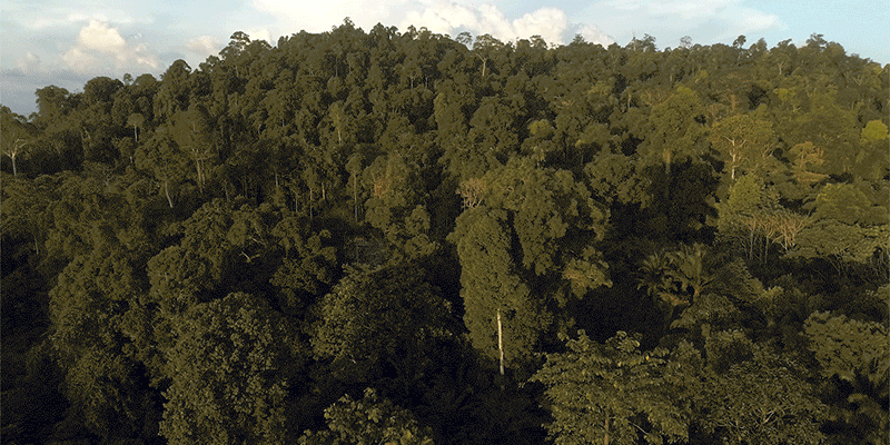 Forest in North Kalimantan, Indonesia. (NBC News)