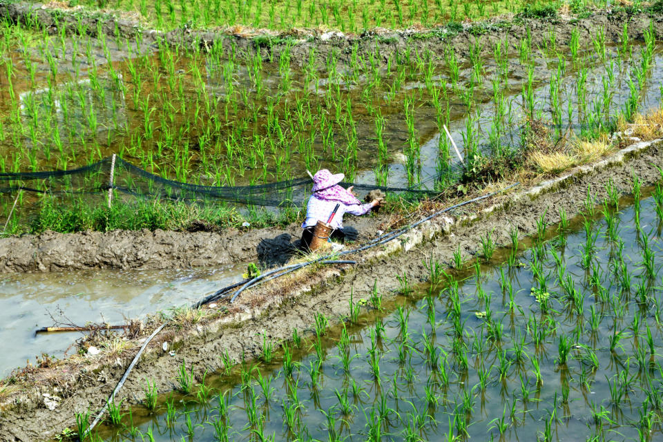 Rice may be one of the most plentiful crops on Earth, but there are only so