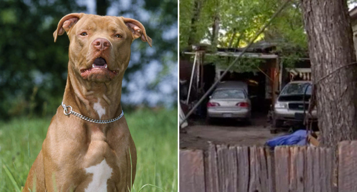 A file picture of a pit bull on the left and on the right is the backyard where a boy, 16, was mauled to death by three pit bulls in Irving, Texas.