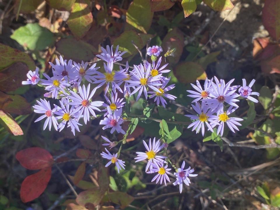 The Carolina aster is a plant that attracts many pollinators and butterflies.