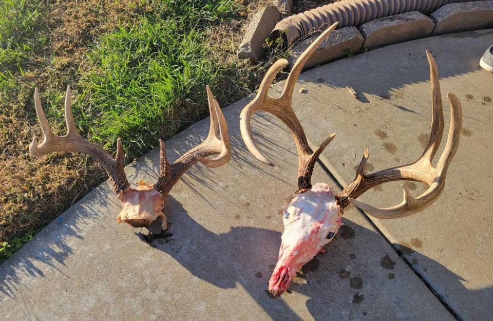 My neighbor, Josh Church, showed me the rack from the buck he shot (left) with a recurve this season and the one his boss recently shot. Church is doing a skull mount for his boss.
