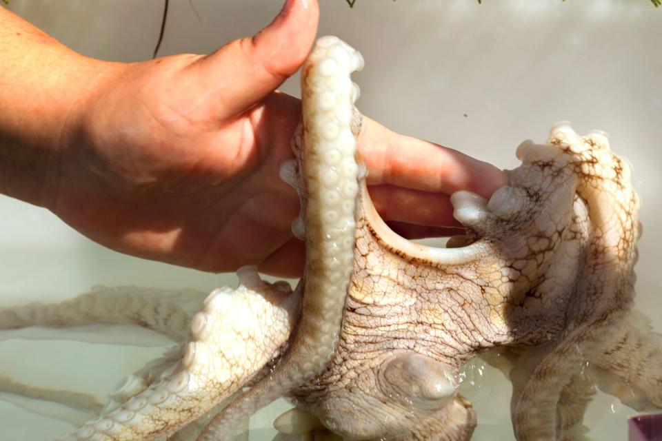 At the Kanaloa Octopus Farm, efforts are being made to breed octopus.