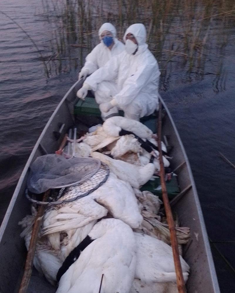 Workers in a boat wearing hazmat suits collect black-necked swans found dead in Taim ecological reserve, Brazil, May 2023