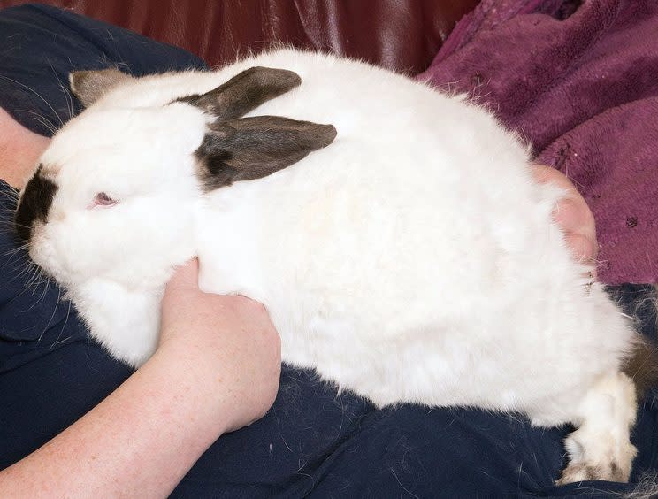 Zeus is a big bunny (Picture: PA)