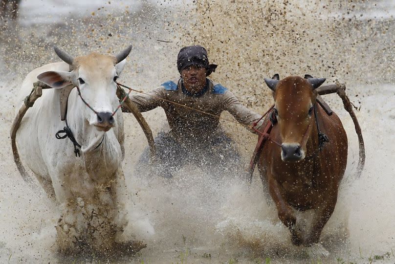 This could be YOU. Racing cattle. In a paddy field. Yes. [Image Credit: SFGate]