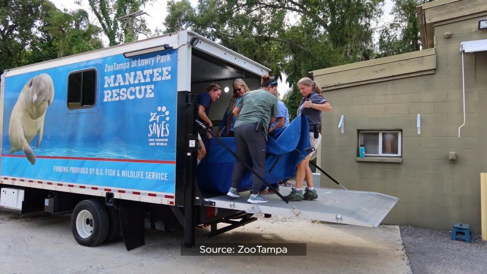SeaWorld officials said the Columbus Zoo and Aquarium, Cincinnati Zoo & Botanical Garden, ZooTampa at Lowry Park and SeaWorld Orlando have partnered for several years to rehabilitate the eight orphaned manatees.