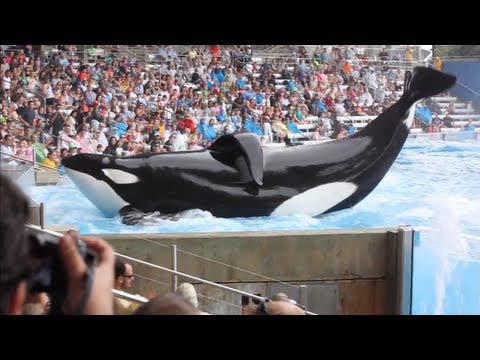 <p><strong>Who's in it...</strong> It's directed by award-winner director, producer and writer, Gabriela Cowperthwaite.</p><p><strong>What's it about...</strong> This explosive documentary investigated the treatment and lives of orca whales in captivity, highlighting how their conditions can cause harm to both human and whale. </p><p><strong>Perfect if... </strong>You want an eye-opener.</p><p><a href="https://www.youtube.com/watch?v=G93beiYiE74" rel="nofollow noopener" target="_blank" data-ylk="slk:See the original post on Youtube;elm:context_link;itc:0;sec:content-canvas" class="link ">See the original post on Youtube</a></p>