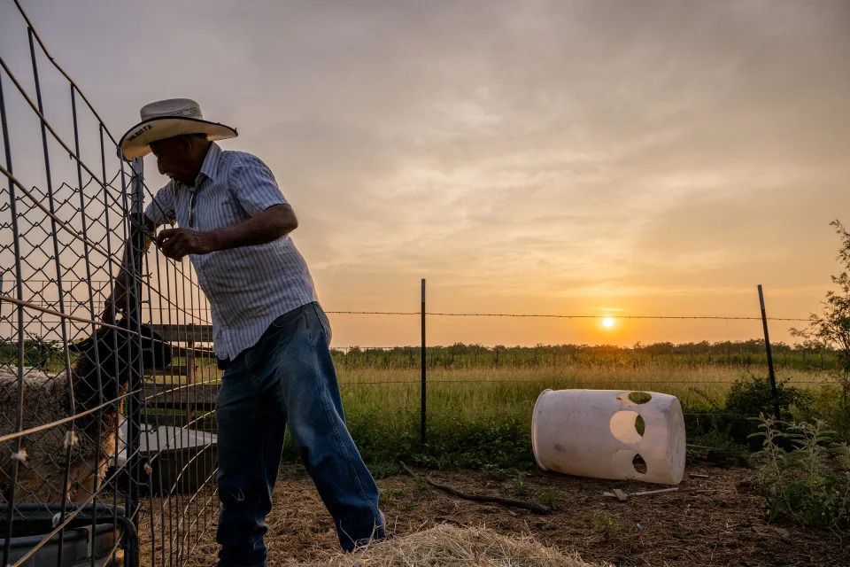 Farmer Jose Esquivel prepares to feed his livestock on June 14, 2023 in Quemado, Texas. Ranchers and farmers have begun shrinking cattle herds due to drought and high costs in the region. The shrinkage threatens steep climbs in prices for the supply of beef.