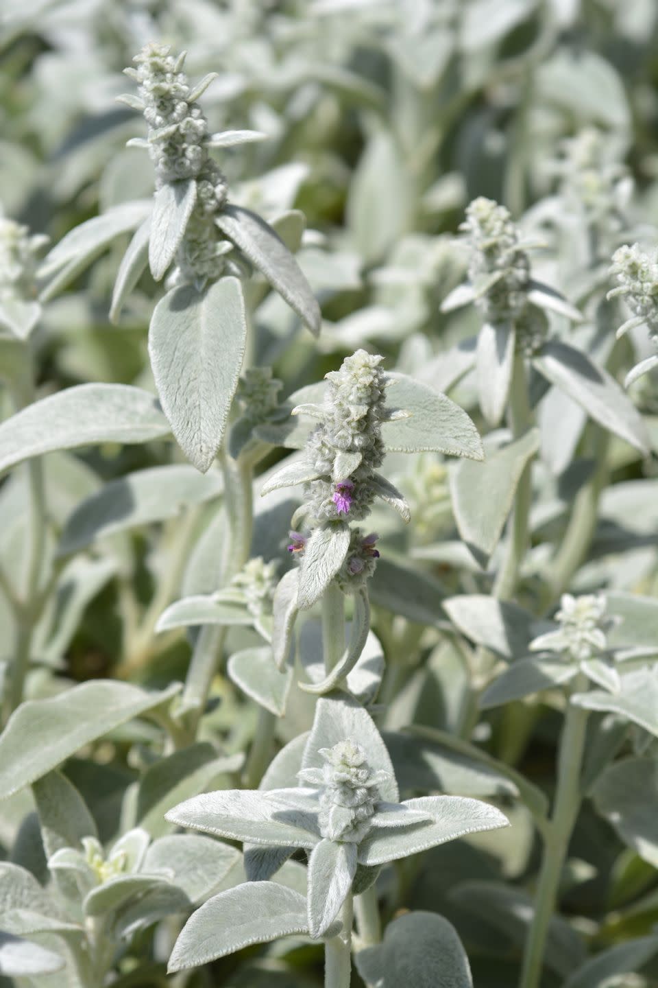 Lamb's Ear