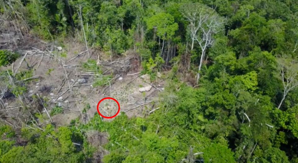 The country’s agency for indigenous affairs, Funai, says it captured drone shots during an expedition last year to monitor isolated communities.