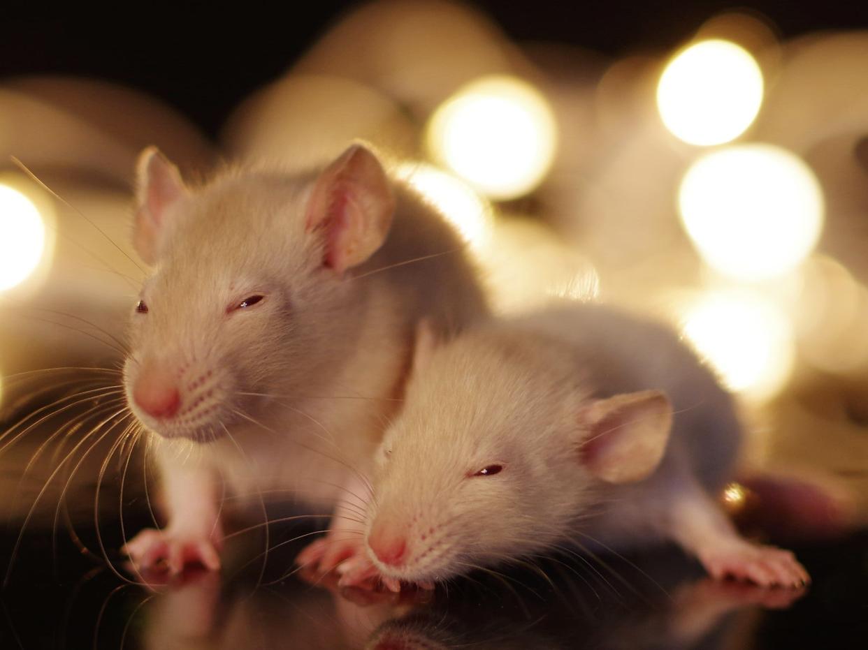 Mice fitted with brain implants became more sociable with each other when triggered by researchers from Northwestern University (Getty Images/iStockphoto)