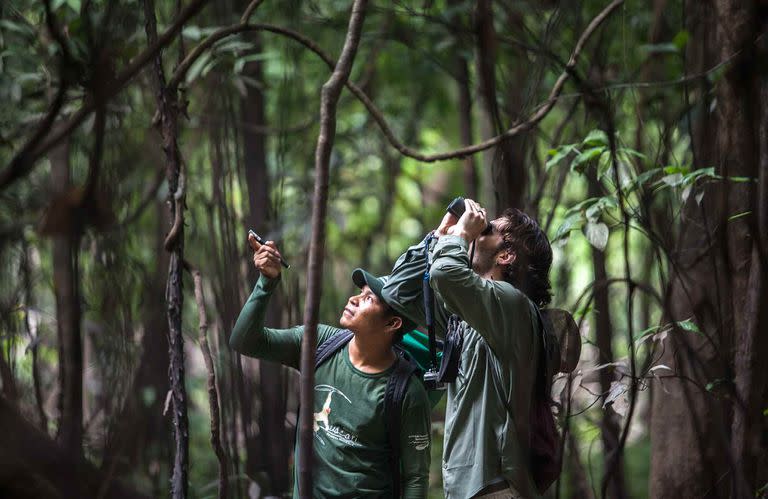 Se pueden pasar días enteros observando fauna en el Amazonas.