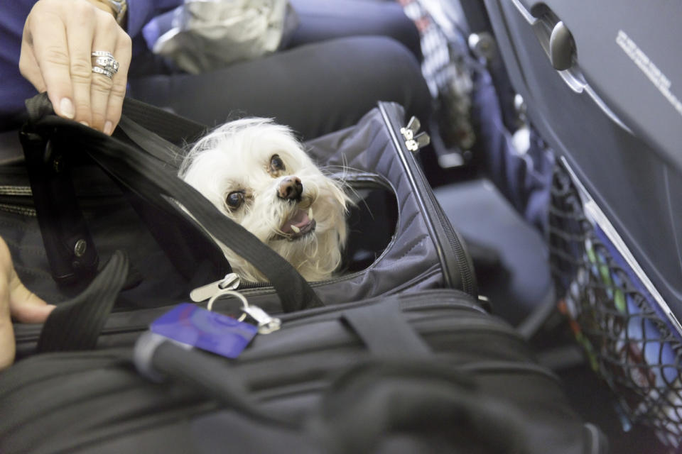 Therapy animals are rising in popularity: Getty Images/iStockphoto