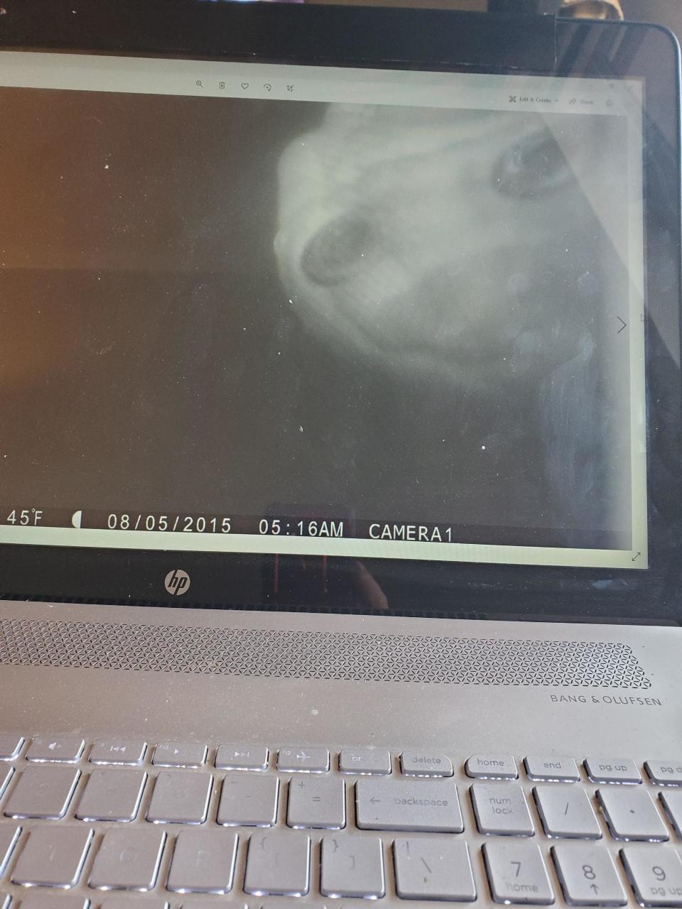 x-ray-like photo looks like there's an alien
