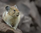 <p>Don't let that adorable little face fool you! According to the National Wildlife Foundation, this is<a href="https://www.nwf.org/Educational-Resources/Wildlife-Guide/Mammals/American-Pika" rel="nofollow noopener" target="_blank" data-ylk="slk:one of the toughest animals in North America;elm:context_link;itc:0;sec:content-canvas" class="link "> one of the toughest animals in North America</a>. These rodent like mammals grow to about seven or eight inches and survive in a challenging alpine terrain. </p>