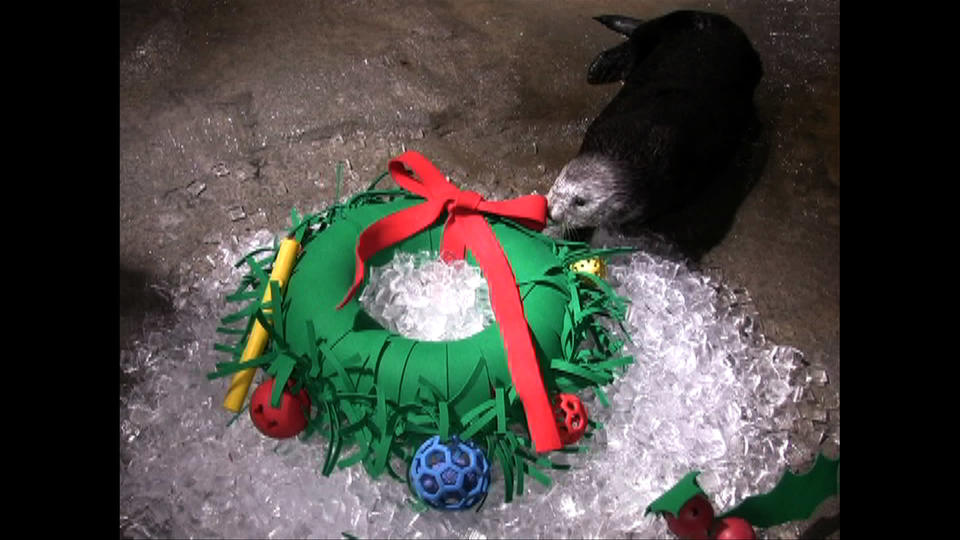 Zoo Animals Celebrate the Holidays