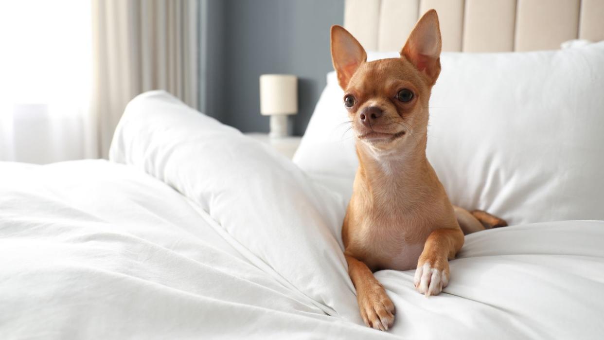 cute chihuahua dog on bed in room pet friendly hotel