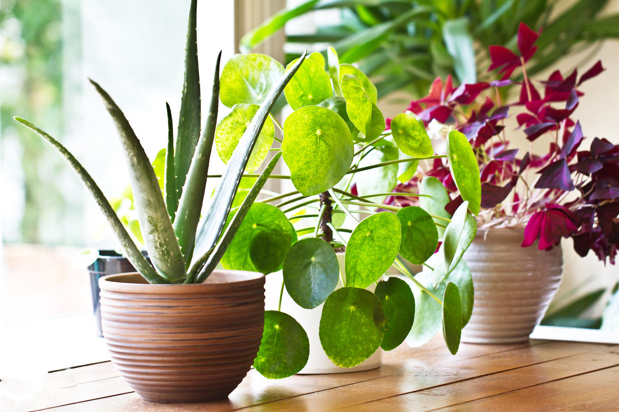We're all spending a lot of time indoors at the moment and so adding some plants to your space could have huge benefits. (Getty Images)