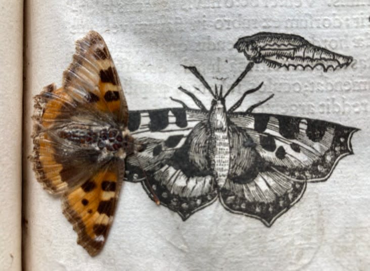 The butterfly was found preserved inside a Cambridge University library book. (Trinity Hall)
