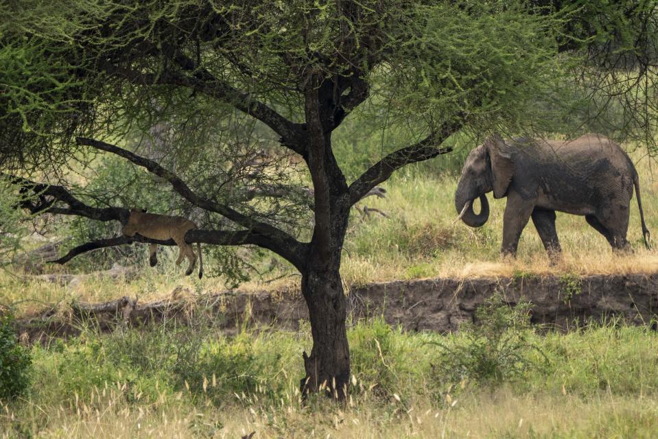 In this Sunday July 7, 2019 photo, a lion rests in a tree as an elephant walks by in Tanzania's Tarangire National Park. Across Africa, the number of lions has dropped by more than 40 percent in two decades _ putting lions on the list of species scientists consider "vulnerable" to extinction. Lions have disappeared from 94 percent of the lands they used to roam in Africa, what researchers call their "historic range." (AP Photo/Jerome Delay)