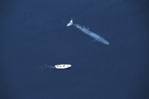 The largest animal known to have ever existed - Credit: getty