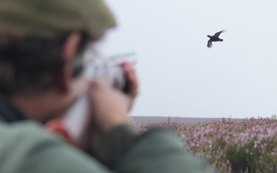 Grouse shooting on the North Yorkshire moors