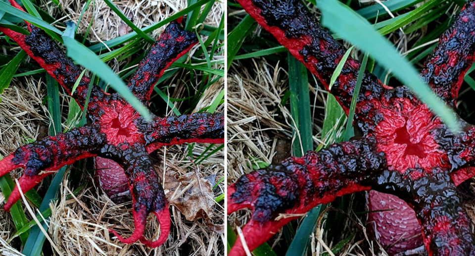 An Anthurus archeri – the Octopus Stinkhorn - is pictured.