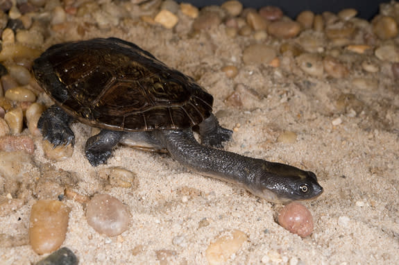 Roti Island snake-necked turtles live in the swamps and lakes found on the tiny island of Roti in Indonesia. Their necks fold sideways rather than straight back when they pull into their shells. These turtles have been over-collected for the pe