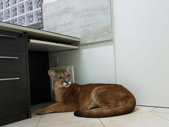 Un puma salvaje se cuela en una oficina cerca de Paulo