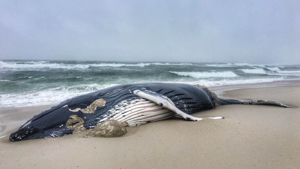 A whale washed ashore in Island Beach State Park, New Jersey, on Sunday, Oct. 27, 2019.
