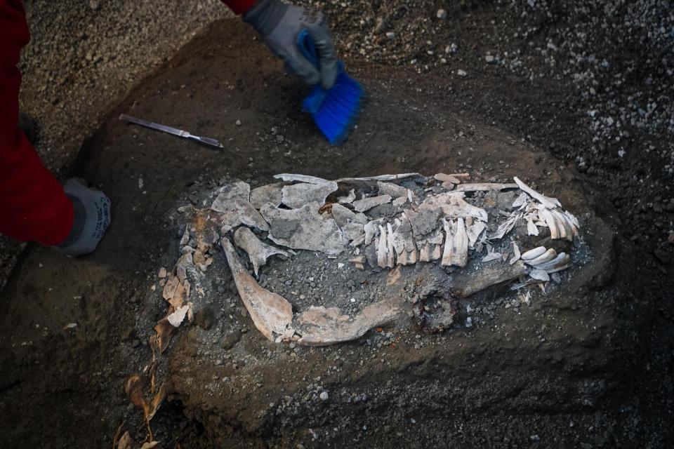 Pompeii archaeologists have unearthed the petrified remains of a harnessed horse and saddle in the stable of an ancient villa.