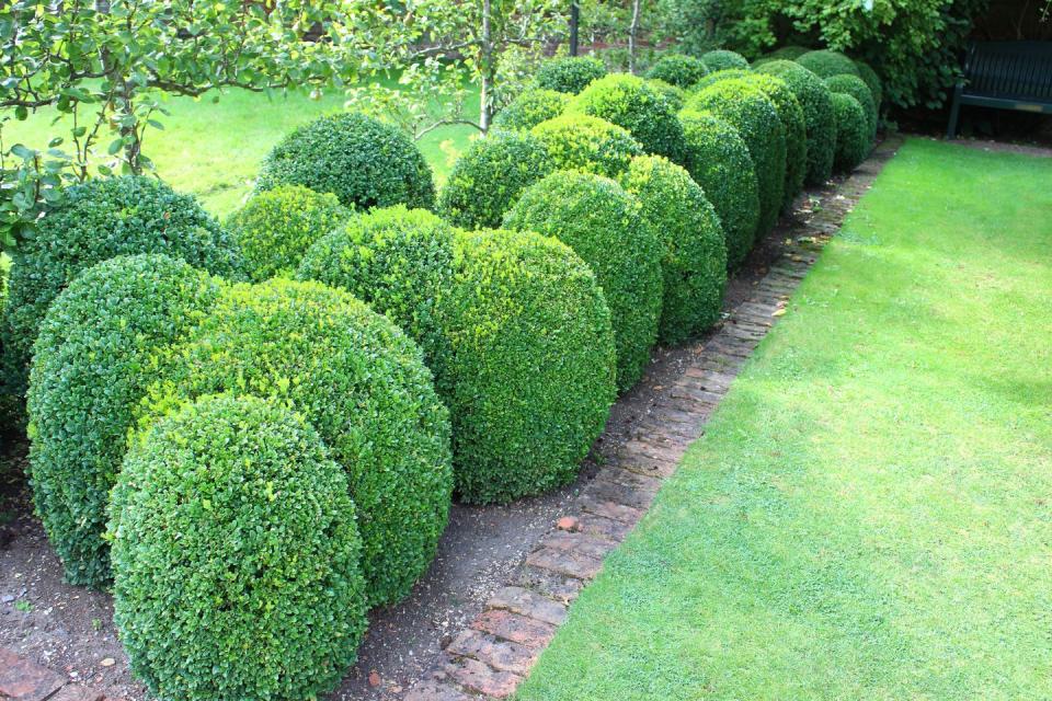 clipped box hedging boxwood buxus balls topiary hedge