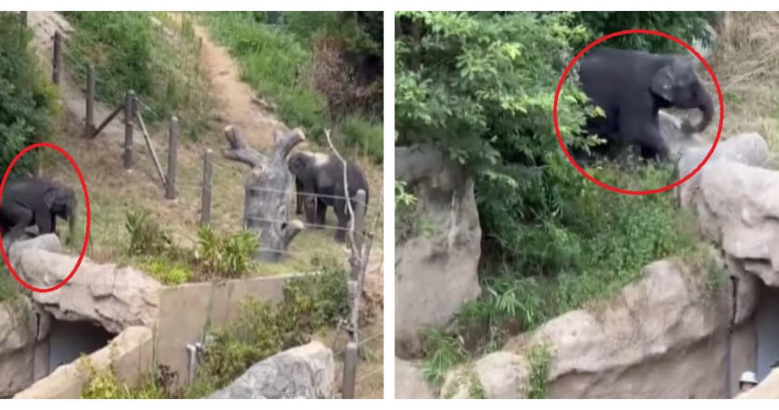 日本福岡市動植物園1隻3歲大的亞洲象幼象8月曾穿越柵欄，闖到遊客參觀區附近。（圖／翻攝自福岡・佐賀 KBC NEWS）