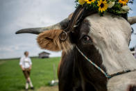 <p>Ox Ringo looks on before competing in the 2016 Muensing Oxen Race (Muensinger Ochsenrennen) on August 28, 2016 in Muensing, Germany. (Photo: Matej Divizna/Getty Images)</p>