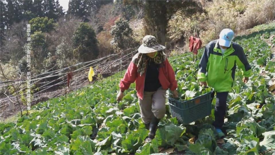 水蜜桃爺爺遇祝融之災 外界伸援手重建家園