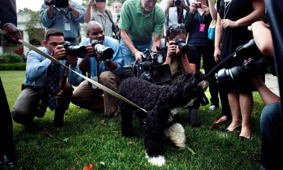 The Obamas’ dog Bo laps up media attention at the White House in 2009.