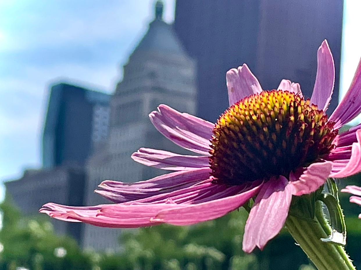 Spring buds become summer blooms in downtown Chicago.