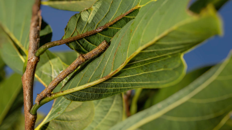 Stick caterpillar. Stick caterpillar camouflaged on branch with leaves.