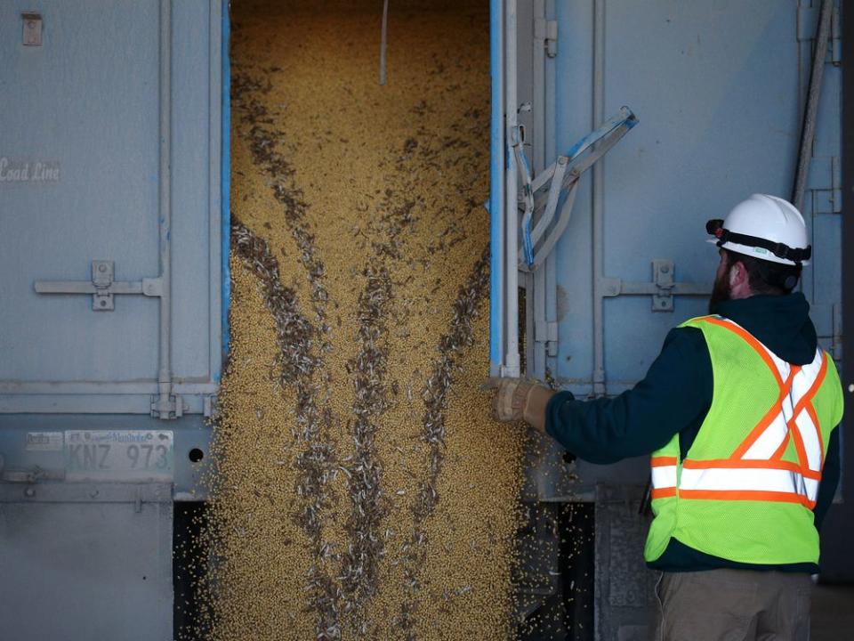  A worker unloads soybeans from a truck at a grain elevator in Manitoba, in 2022.