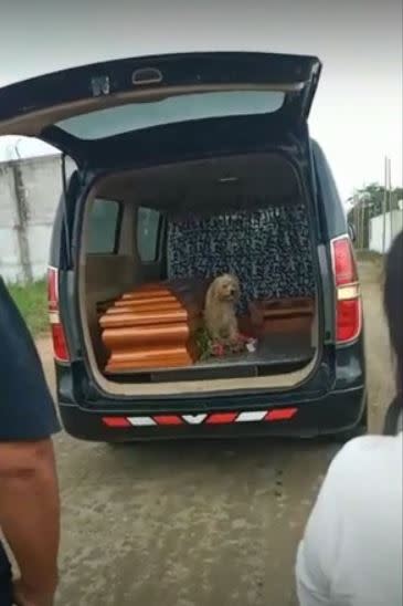 棺材即將被運到山上下葬，布莫跳上靈車，繼續陪在主人身旁。（圖／翻攝自Funeraria y Sala de Velaciones 臉書）