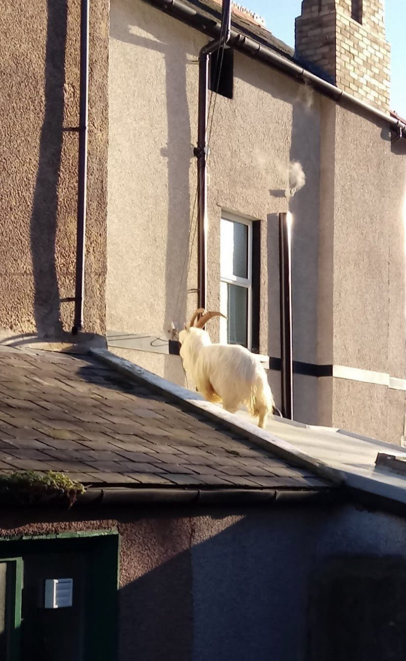 A goat climbing on roofs in the sleepy Welsh town. (Wales News)