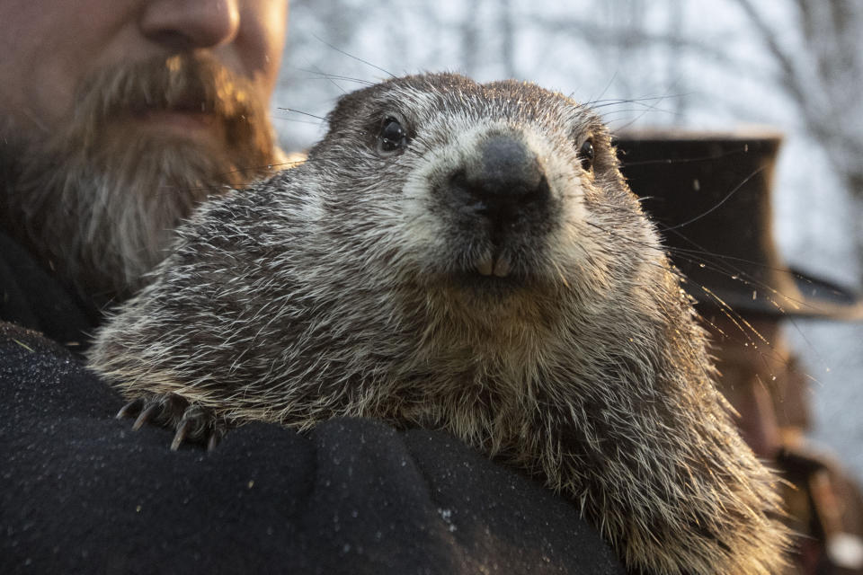 Groundhog Club co-handler Al Dereume holds Punxsutawney Phil, the weather prognosticating groundhog, on Sunday during the 134th celebration of Groundhog Day on Gobbler's Knob in Punxsutawney, Pennsylvania. (Photo: ASSOCIATED PRESS)