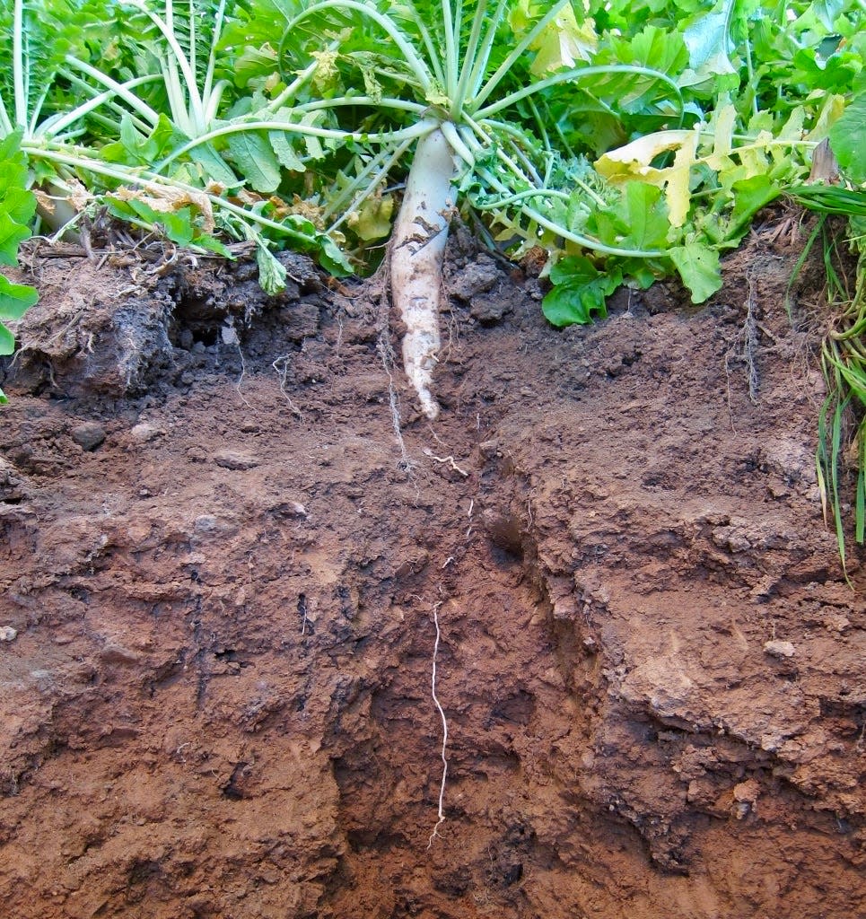 A radish planted as a cover crop in a field that will later be planted in corn or soybeans. The soil has been cut away to show the depth of the plant's roots.