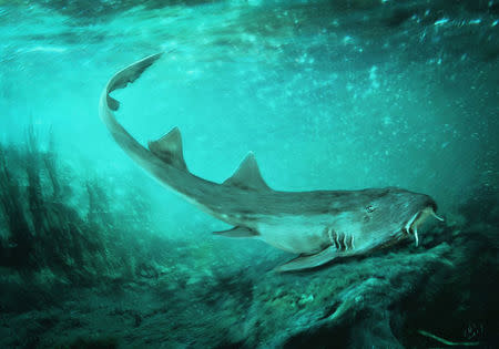 An illustration showing what the small Cretaceous Period shark named Galagadon would have looked like in life, swimming along the river floor in this undated photo provided January 19, 2019. Velizar Simeonovski/Field Museum/Handout via REUTERS