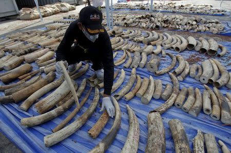 A customs officer arranges confiscated elephant tusks before a news conference at the Port Authority of Thailand in Bangkok April 20, 2015. REUTERS/Chaiwat Subprasom