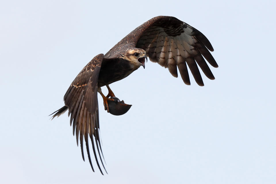 In this Friday, Nov. 1, 2019 photo, an endangered snail kite flies with an apple snail at Lake Kissimmee in Kenansville, Fla. Water level control and the resulting loss of wetlands has caused the population to drop to about 400 breeding pairs. (AP Photo/Robert F. Bukaty)