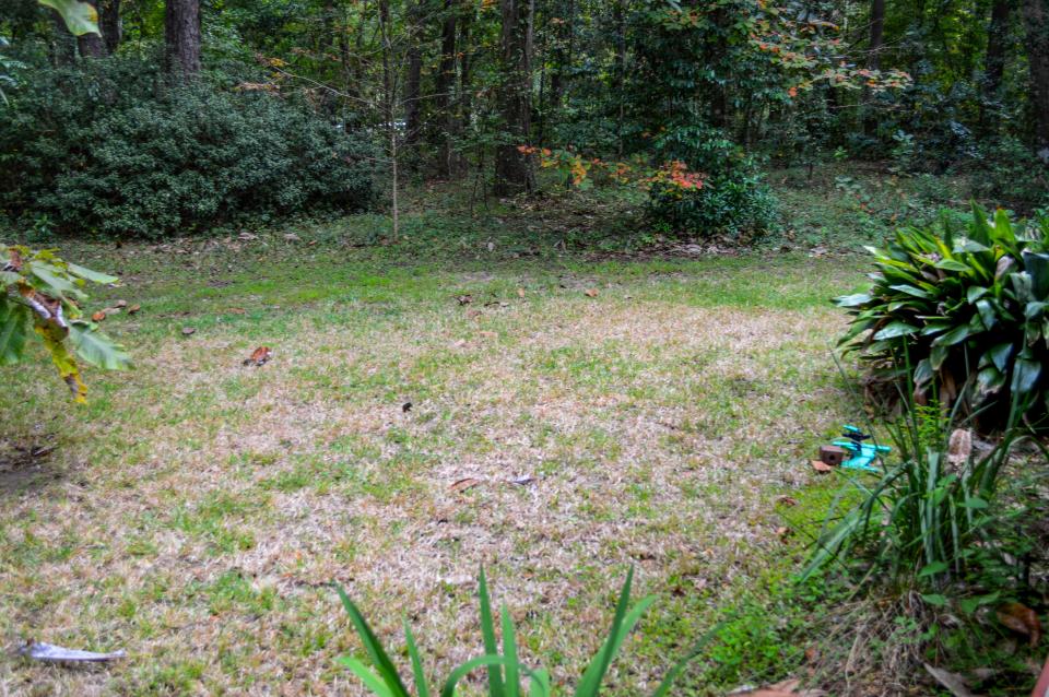 If you’re seeing areas like this in your lawn now, check closer for tropical sod webworm signs.